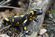 Salamandra's Dreams Download Free